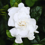 2 Gardenia Plants Live, Jasmine Plants Live Indoor, 3 to 5 Inc Tall, Frost Proof Gardenia Live Plant, Flowering Jasmine Plant