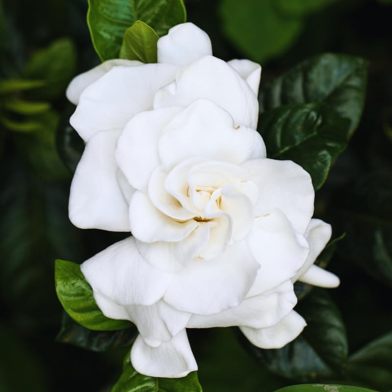 2 Gardenia Plants Live, Jasmine Plants Live Indoor, 3 to 5 Inc Tall, Frost Proof Gardenia Live Plant, Flowering Jasmine Plant