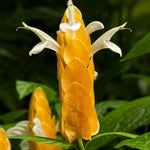 Set 2 Yellow Shrimp Plants Live, Golden Shrimp Plants, Shrimp Well Rooted, Live Shrimp Plant Indoor Outdoor, 4 to 6 Inches Tall