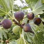 Ficus "Celeste" Fig Tree live plant cold hardy