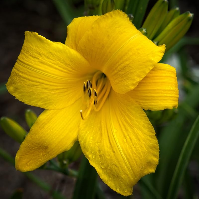 Set 10 Yellow Daylily Bulbs for Planting, Hardy Perennial Lily Roots for Colorful Summer Blooms