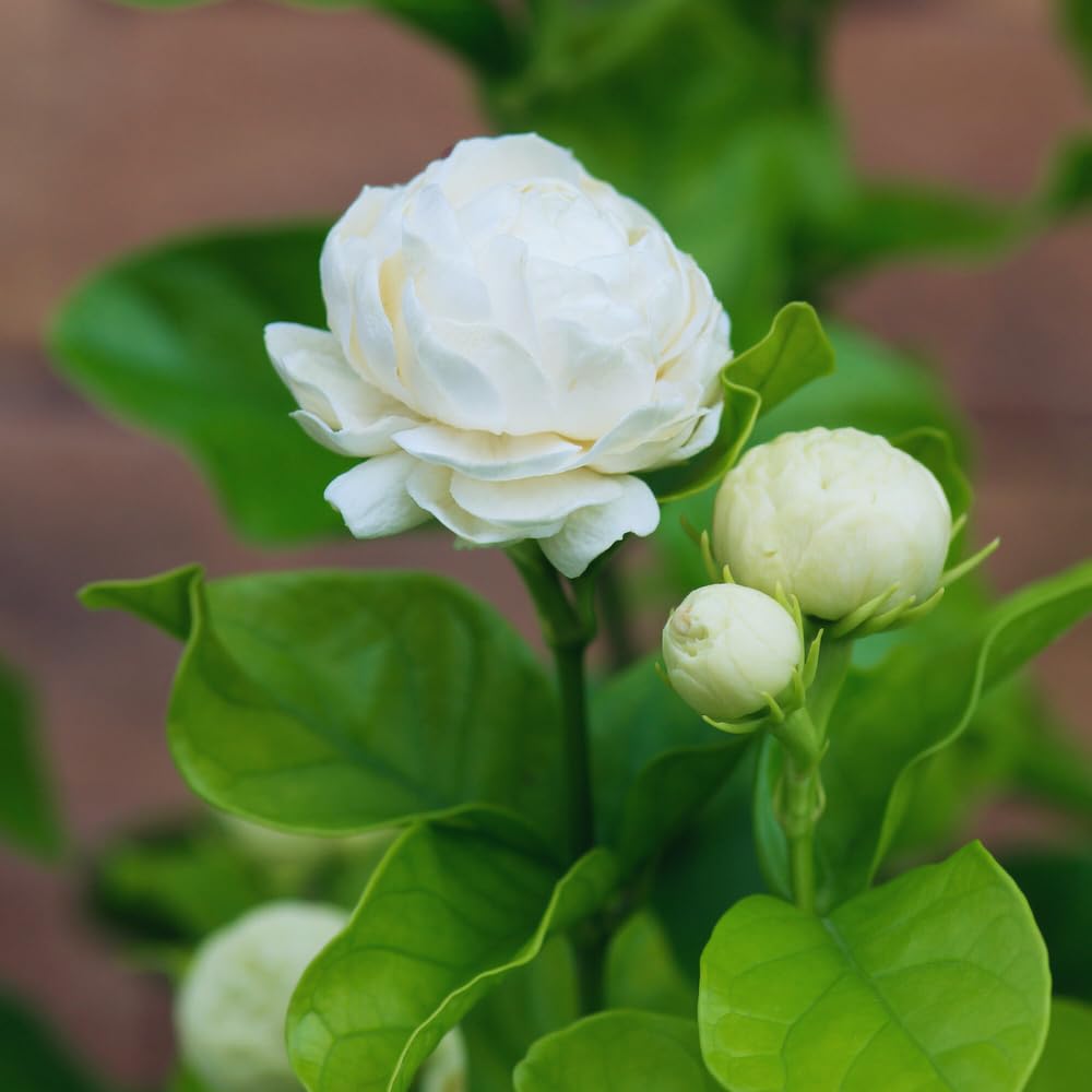 Set 2 of Jasmine Plant Indoor Live, Grand Duke of Tuscany Jasmine Flower Plant Between 5 and 7 Inc Tall Garden Growing