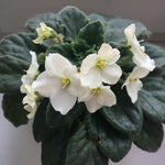 White African Violet Live Plant, 4 Inch Pot African Violets Live Plant, Live Afican Violets Plants, White Flowering African Violets Live Plants Indoor Garden, Perennial Live African Violet Plants