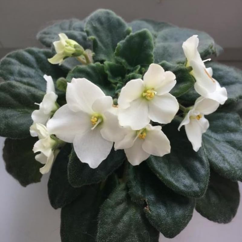 White African Violet Live Plant, 4 Inch Pot African Violets Live Plant, Live Afican Violets Plants, White Flowering African Violets Live Plants Indoor Garden, Perennial Live African Violet Plants