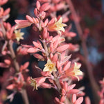 2 Pots of Red Yucca Live Plants, 4-8” Tall Yucca Plants Live Succulent in 4" Pots, Outdoor Plant for Garden, Patio, Rock Garden