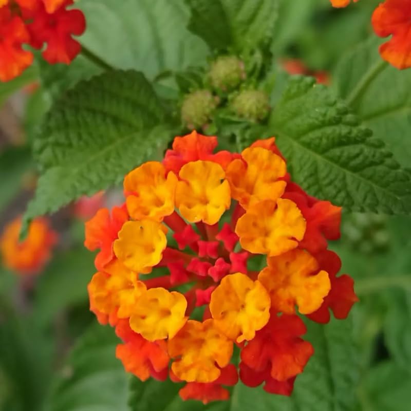 2 Lantana Plants Live, Lantana Live Plants for Planting Outdoors, Trailing Lantana Plants Live, 5 to 7 Inc Tall (Red)