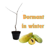 Common Pawpaw Tree Live Plant Size 1 Year Old, 6-12" Tall Dormant Paw Paw Seedling Plants, Well Rooted, Ornamental Fruit Asimina Triloba