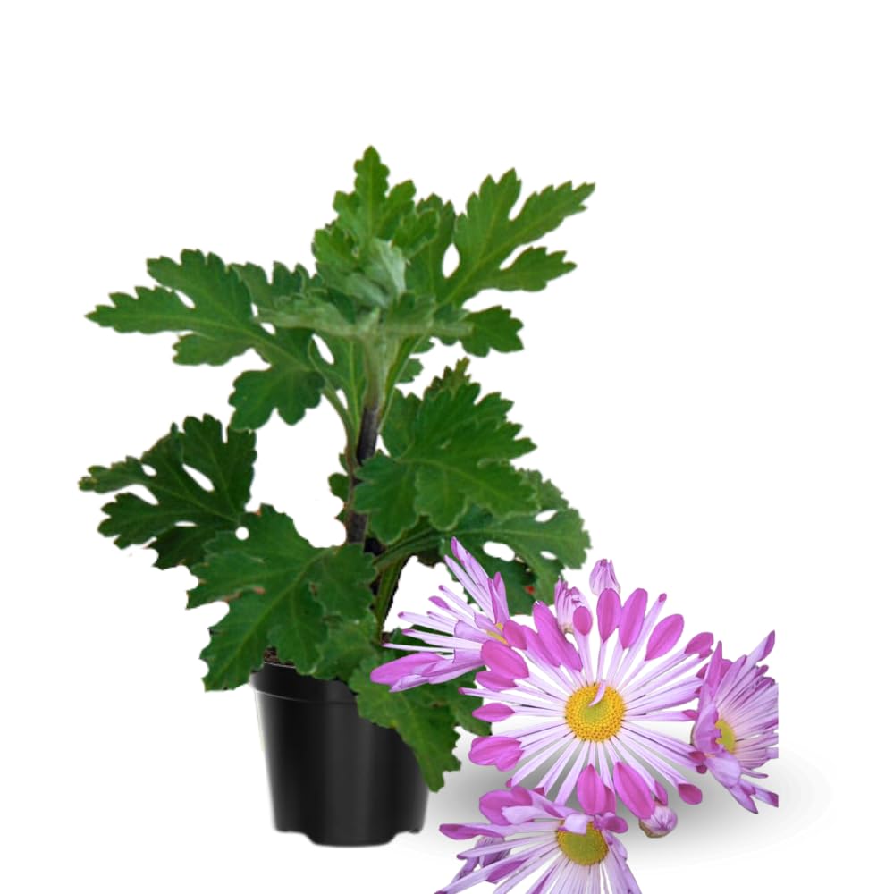 Chrysanthemum Flower Plant, Mums Plant Live, 5 to 7 Inc Tall Chrysanthemum Plants Live for Gardening Outdoor Indoor Planting, Yellow Pink Flower, Mum Live Plant