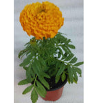 2 Orange Marigold Plants Live 5 to 8 Inches Long, Live Marigold Plants