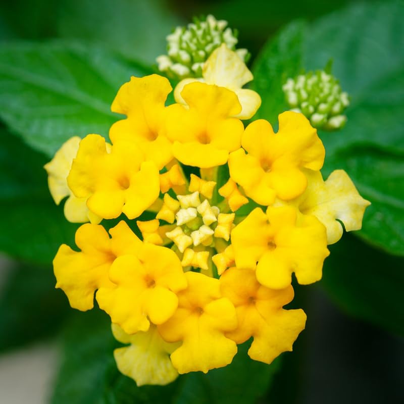 Set 4 Trailing Lantana Plants Live for Planting, Fragrant Lantana Live Plant to Grow Indoor Outdoor, Lantana Flowers Perennial, 4-8" Tall (Yellow Lantana)