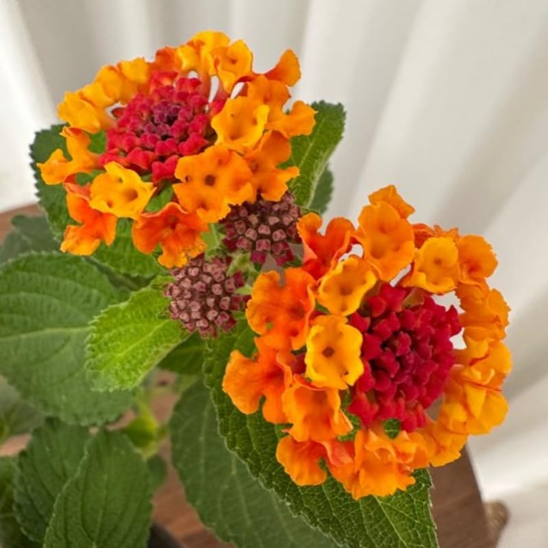 2 Orange Lantana Plants Live, Colorful Perennial, Long-Blooming and Very Hardy, Size 5 to 12 Inches in Tall, Well-Rooted, Outdoor Planting