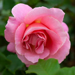 Rose Bush Live Plant, 5-9 Inch Tall, Fragrant Rose Flowers Tree, Well-Rooted Ready to Plant Outdoor Indoor (Rare Pink Rose)