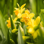 10 Mix Daffodil Bulbs for Spring Planting, Double Daffodils Bulbs for Planting, Flower Bulb Gardening Outdoor Indoor