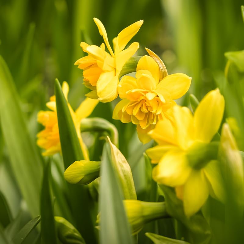 10 Mix Daffodil Bulbs for Spring Planting, Double Daffodils Bulbs for Planting, Flower Bulb Gardening Outdoor Indoor
