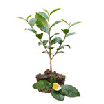 Camellia Sinensis Plant Live, Camellia Plant, Green Tea Tree Plants, 9 to 12 Inches in Height fot Growing