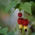 3 Red Abutilon Plants 2-5 Inches, Lantern Hanging Flower Vine, Indoor Outdoor Planting, Ready to Grow