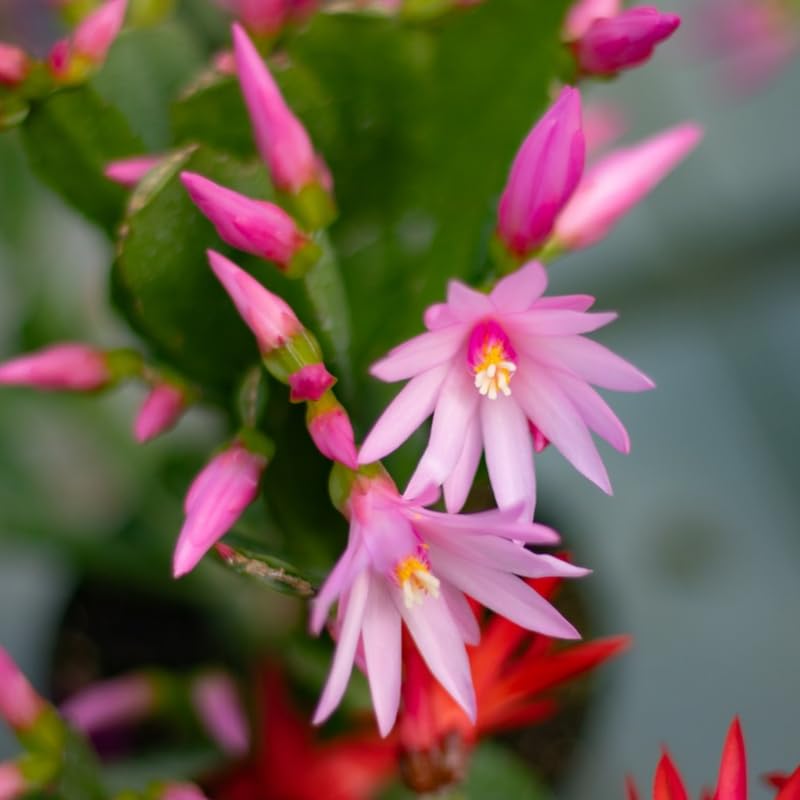 Pink Easter Cactus Plants Live, Easter Cactus Plant, 4 to 6 Inch Tall Pink Spring Cactus Plant Perennial Flower Easter Cactus Plants for Indoor Garden