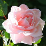 Pink Climbing Rose Live Starter Plant, Fragrant Pink Rose Ready to Plant, Climbing Rose for Planting Outdoor, No Pot, 1 Year Old Rose Plant