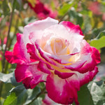 Rose Live Plant for Planting, Fragrant Hybrid Rose Bush, 5-10” Tall, Ready to Grow Flowering Shrub for Outdoor Garden, No Pot (Delight Rose)