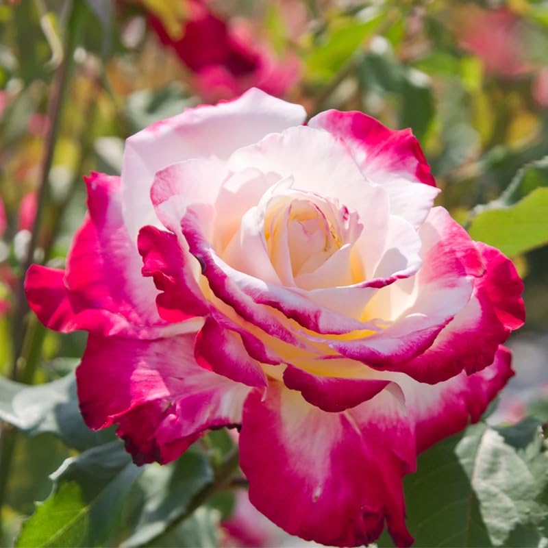 Rose Plant Live for Planting, Bareroot 6-10 Inch Tall, Climbing Vine Bush Shrub for Flowering (Delight Rose)