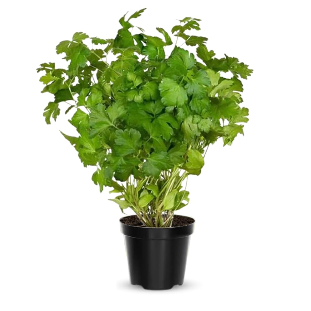 6 Parsley Plants Live, Parsley Live Plant, 5 to 7 Inc Tall, Live Parsley Plant Indoor Outdoor Gardening