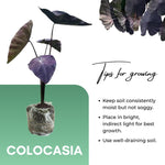 Colocasia Esculenta, Colocasia Live Plant, Elephant Ears Live Plant, Esculenta Taro Live Houseplant, 5-8 Inc Tall, No Pot (Rare Colocasia)
