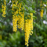 Golden Chain Tree Live Potted Tree, 16-24 Inch Yellow Wisteria Plants