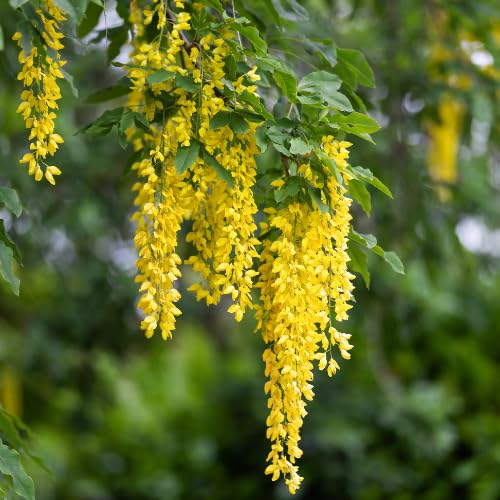 Golden Chain Tree Live Potted Tree, 16-24 Inch Yellow Wisteria Plants