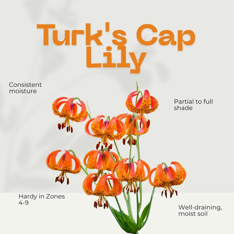 Set 5 Turk's Cap Lily Roots, Tiger Lily Bulbs, Vibrant Orange Flowering Bulbs for Growing Outdoor Garden