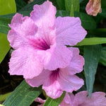 5 Pink Mexican Petunia Plants Live, 5-8" Tall Ruellia Simplex Hardy Petunia Seedlings for Outdoor Garden, Borders, Containers