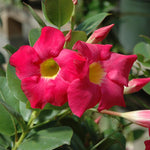 2 Rare Red Mandevilla Plants Live, Trailing Mandevilla Vine for Outdoor Planting, 4-6 Inch Tall Live Flowering Vine for Trellis or Containers