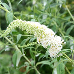 White Butterfly Bush Buddleia Butterfly Plant Live, 4-9" Tall Well-Rooted for Outdoor Gardens, Perennial Shrub, No Pot