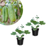 Luffa Live Plants 4'' Pot, 2 Plants per Pot, Well Rooted Luffa Gourd, Loofah Plant for Growing Indoor Outdoor