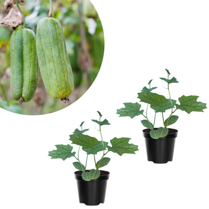 Luffa Live Plants 4'' Pot, 2 Plants per Pot, Well Rooted Luffa Gourd, Loofah Plant for Growing Indoor Outdoor