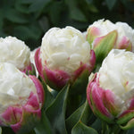 Ice Cream Tulip Bulbs, Spring Blooms Flowers, 5 Bulbs per Pack, Plant in Gardens, Borders & Flowerbeds
