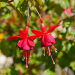 Set 2 Red Fuchsia Plants Live 4-7 Inches Tall, Colorful Hanging Flower Plants for Patio, Garden and Containers