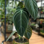 Variegated Philodendron Live Plant, Rare Indoor Houseplant Live Well Rooted 5-7 Inches, Container Growing, Home Office Decor (Giant Leaves Philodendron)