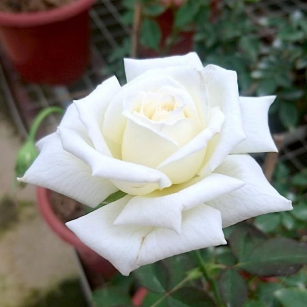 Rose Plant Live, Hybrid Tea Rose Bush Live Plant, 5-9 Inch Tall, Fragrant Flowers Shrub Ready to Plant Outdoor, No Pot, Well-Rooted (White Rose)
