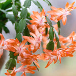 Christmas Cactus Plant Live, Starter Holiday Thanksgiving Cactus Plant for Indoor Outdoor Houseplants, Fasle Easter Cactus Plants Like, Cold Hardy, 5-9" in Tall (Orange)