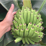 Truly Tiny Banana Tree Live Plant, Edible Fruit, 4-6" Tall
