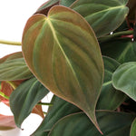 Velvet Philodendron Plant Live, Rare Tropical Variegated Live Indoor Houseplant, Starter Plants No Pot, 5-9" in Tall
