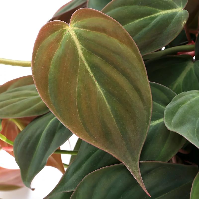 Velvet Philodendron Plant Live, Rare Tropical Variegated Live Indoor Houseplant, Starter Plants No Pot, 5-9" in Tall