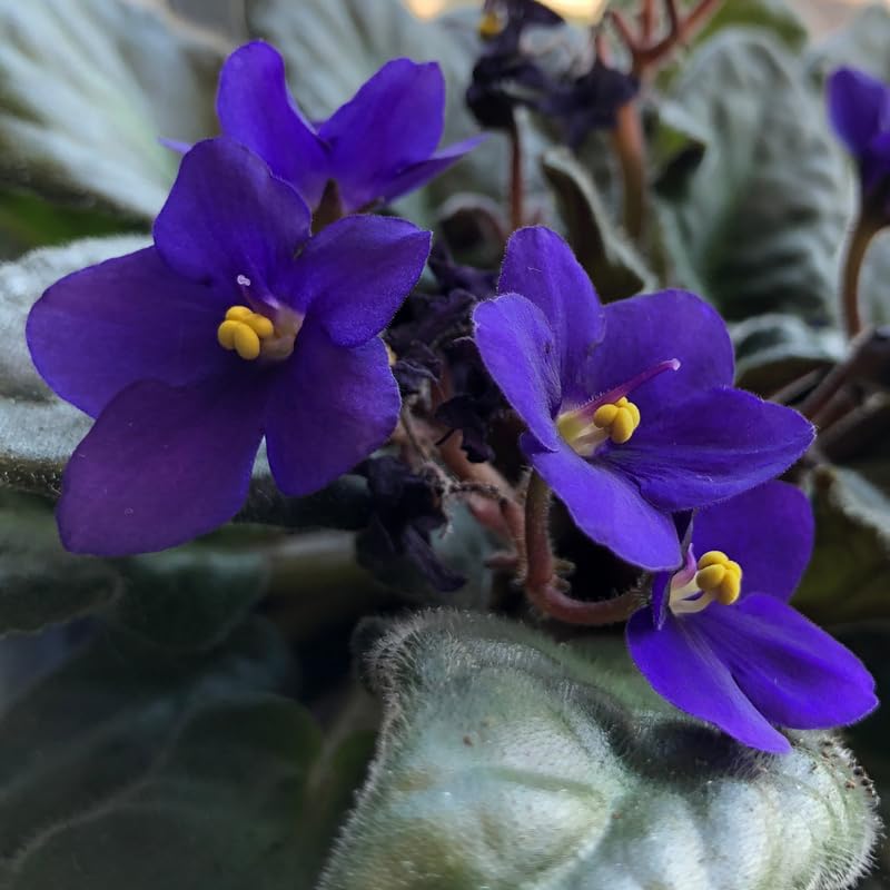Dark Blue African Violet Live Plant, 4 Inch Pot African Violets Live Plant, Live Afican Violets Plants, Flowering African Violets Live Plants Indoor Garden, Perennial Live African Violet Plants
