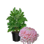 Chrysanthemum Flower Plant, Mums Plant Live, 5 to 7 Inc Tall Chrysanthemum Plants Live for Gardening Outdoor Indoor Planting, Double Pink Flower Mum Live Plant