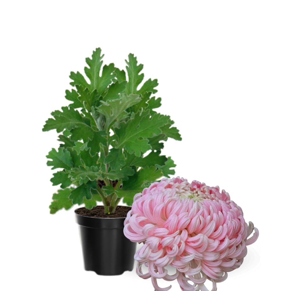 Chrysanthemum Flower Plant, Mums Plant Live, 5 to 7 Inc Tall Chrysanthemum Plants Live for Gardening Outdoor Indoor Planting, Double Pink Flower Mum Live Plant