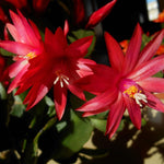 Red Easter Cactus Plants Live, 4 to 6 Inch Tall Easter Cactus Plants Live Indoor Garden, Live Easter Cactus Flower Plant, Spring Cactus Live Houseplant, Easter Cactus