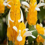 2 Golden Shrimp Plants Live, Yellow Shrimp Plants, 4 to 6 Inches in Height, Live Shrimp Plant Indoor, Shrimp Live Plant for Garden