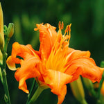 Set 10 Wild Orange Daylily Bulbs for Planting, Hardy Perennial Lily Roots for Colorful Summer Blooms