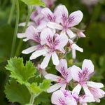 3 Citronella Plants Live 4-6 Inches, Fragrant Citronella Geranium Plants Well Rooted, Perennial Garden Plant