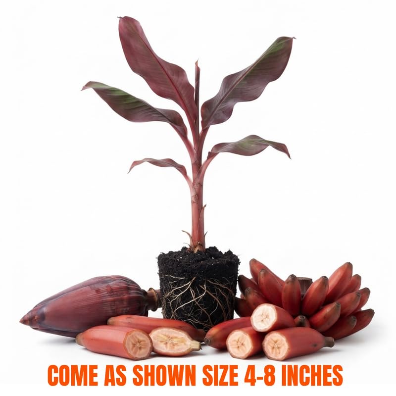 Zebrina Red Banana Tree Live Plant, Edible Fruit, 4-6" Tall